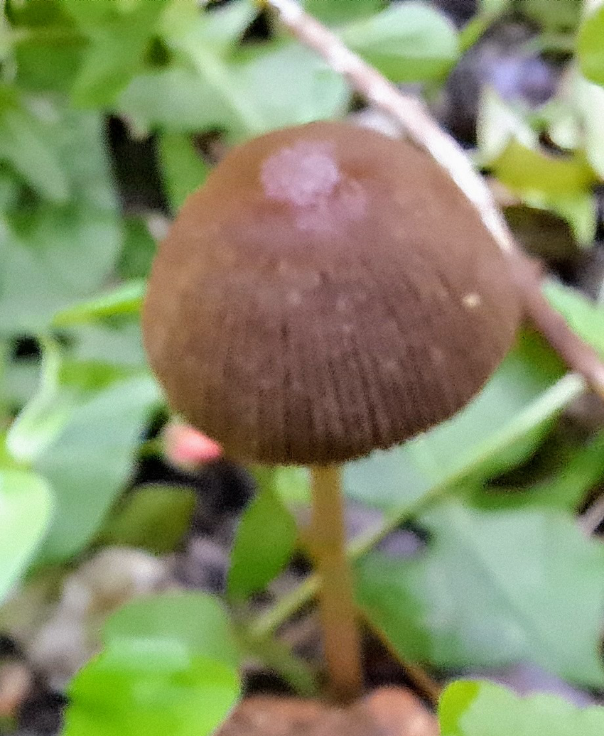 picture of a newborn mushroom